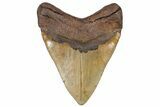 Serrated, Fossil Megalodon Tooth - North Carolina #299011-2